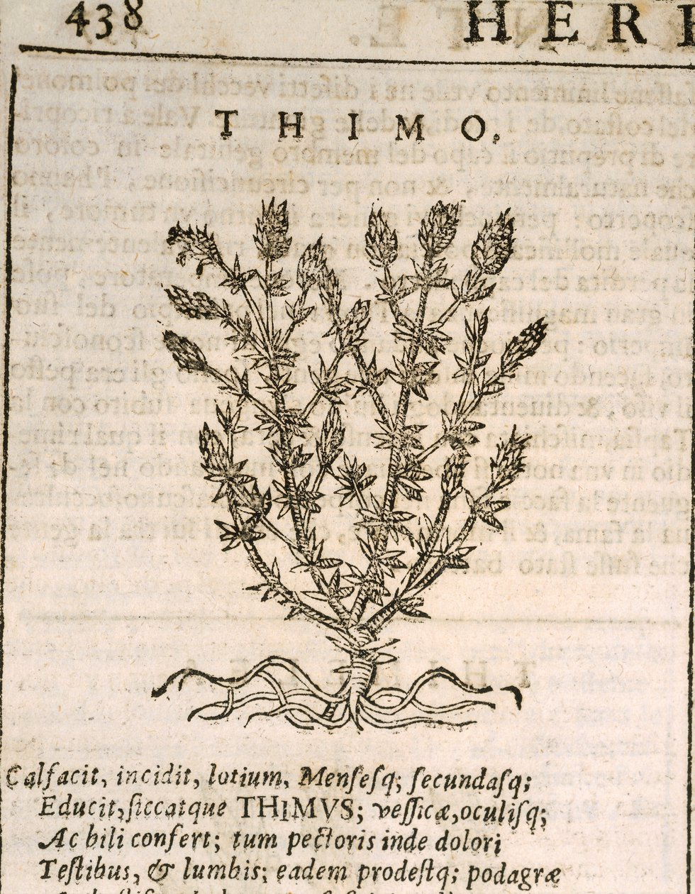 Thym commun (Thymus vulgaris), gravure de Castore Durante - Italian School