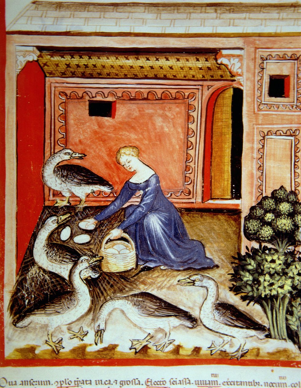 Élevage des oies, illustration du Tacuinum Sanitatis Codex Vindobonensis - Italian School