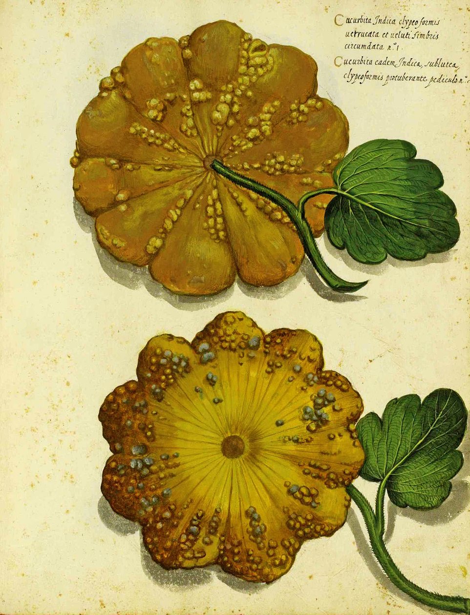Courge Héritage par Ulisse Aldrovandi - Italian School