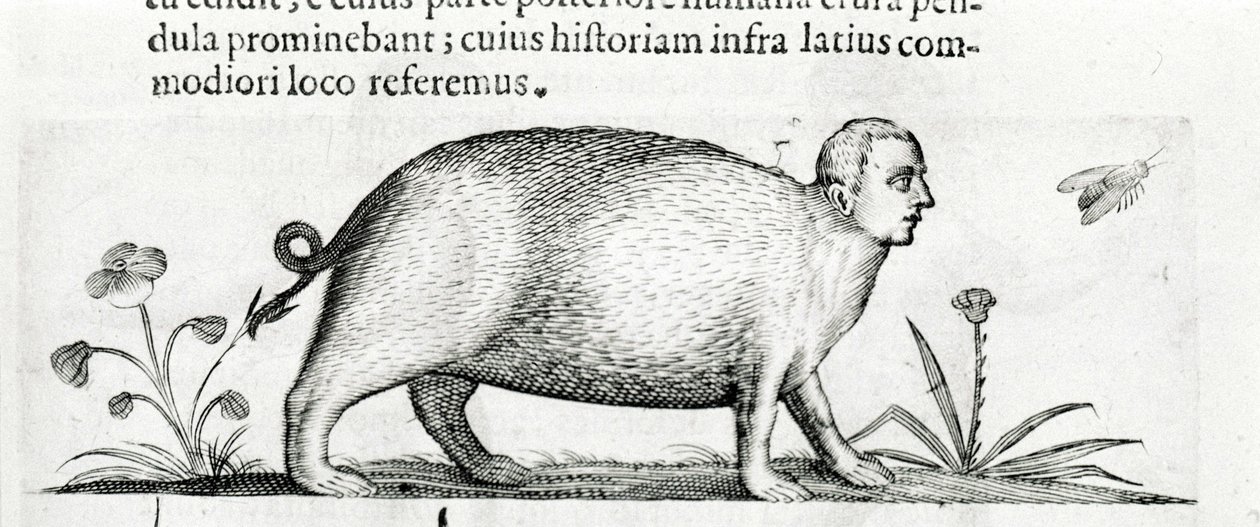 La manticore - dans «De monstrorum natura causis libri duo» de Fortunio Liceti - Italian School