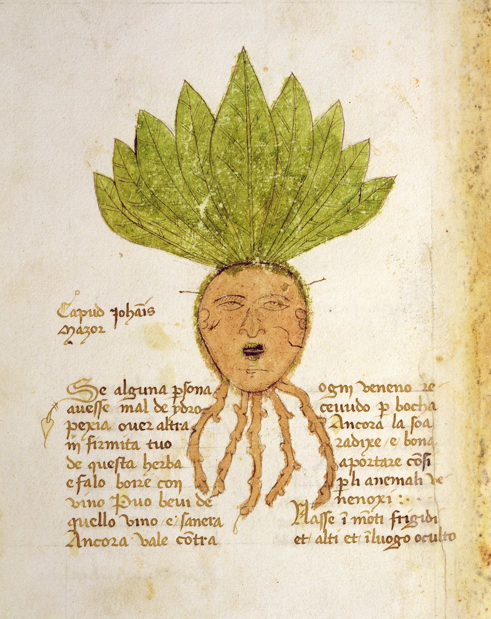 Ms 1591 Fol.18v. Herba Capud Johannis Mazor - Italian School