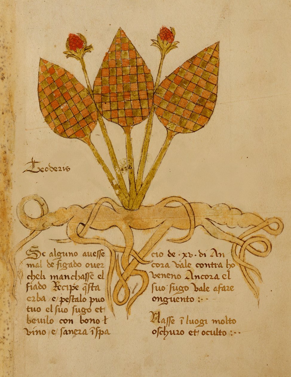 Ms 1591 Fol.19r Herba Teoderis - Italian School