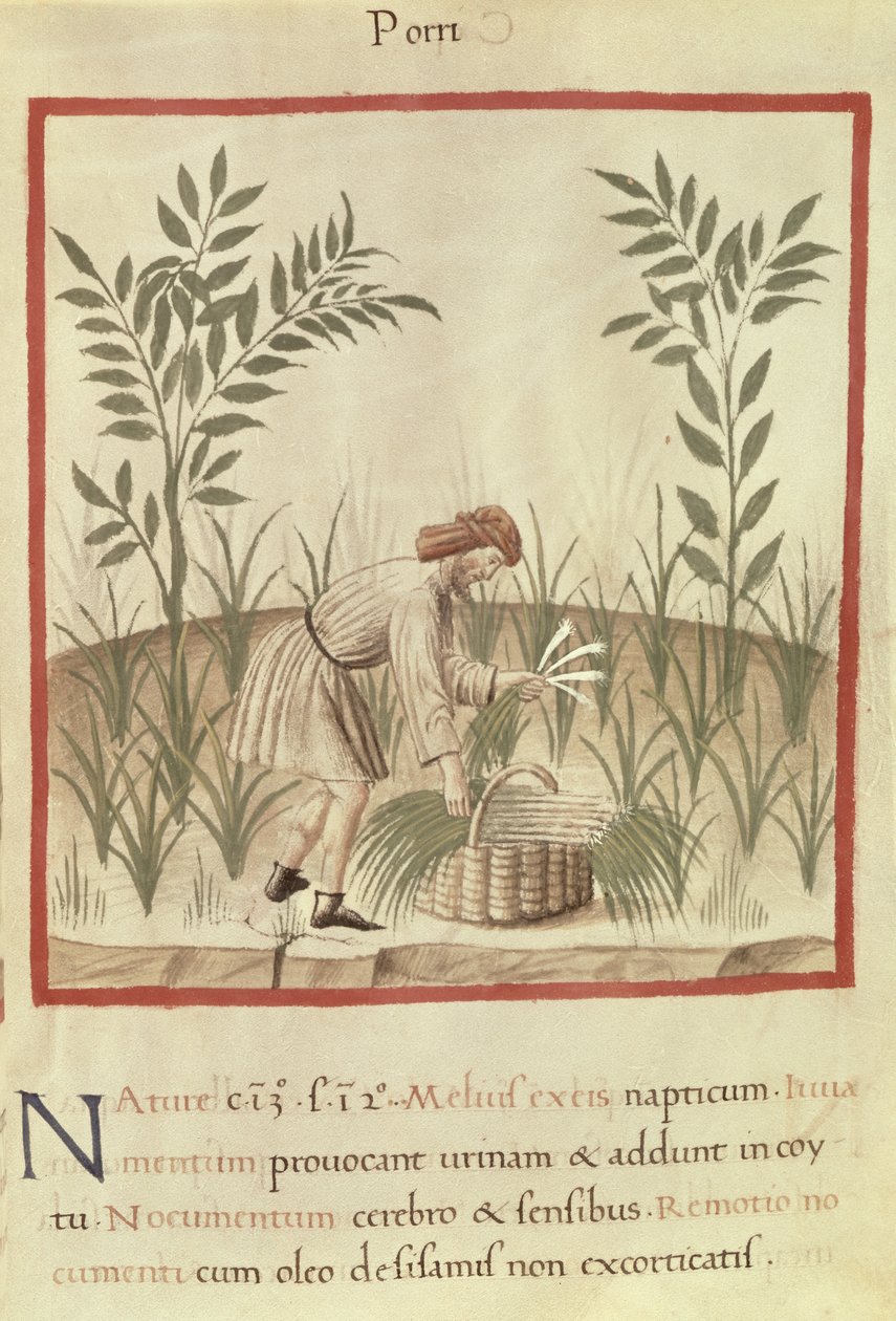 Ms 3054 f.22 Récolte de poireaux, de 
