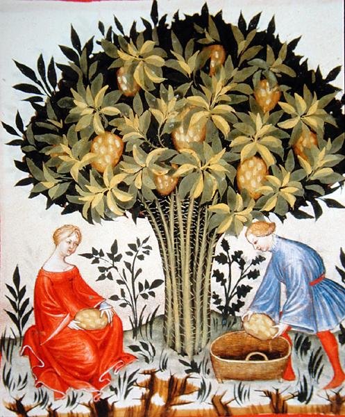Nova 2644 fol.11r Récolte des Agrumes, du Tacuinum Sanitatis Codex Vindobonensis - Italian School