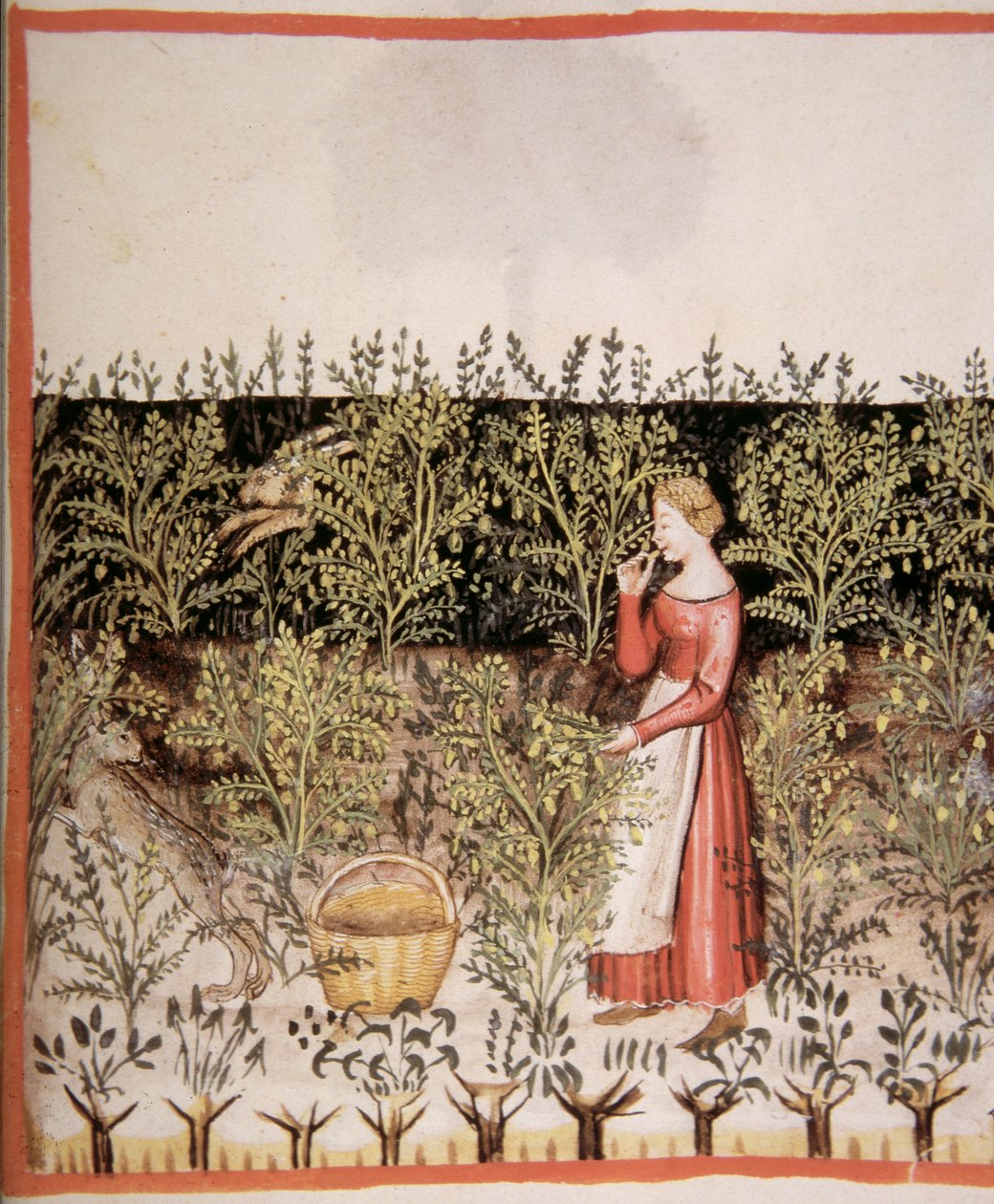 Nova 2644 fol.49 r Récolte de Pois Chiches, Tacuinum Sanitatis Codex Vindobonensis - Italian School
