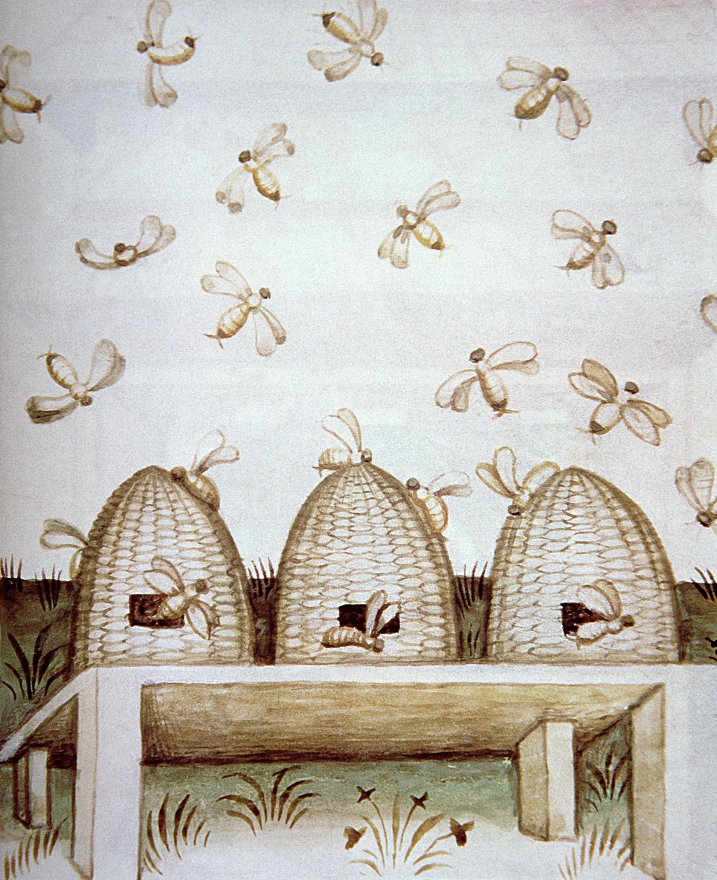 Ruches, de Tacuinum Sanitatis - Italian School