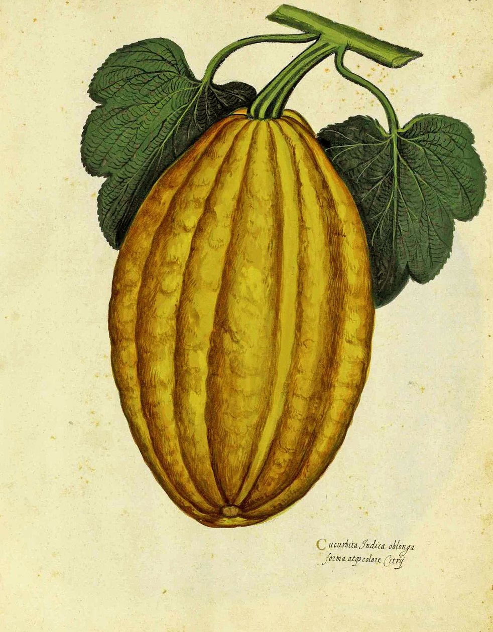 Courge oblongue par Ulisse Aldrovandi - Italian School