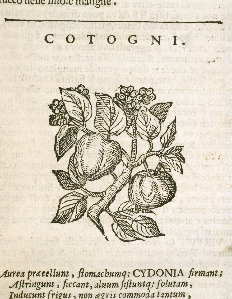 Coing (Cydonia oblonga), gravure de Castore Durante - Italian School