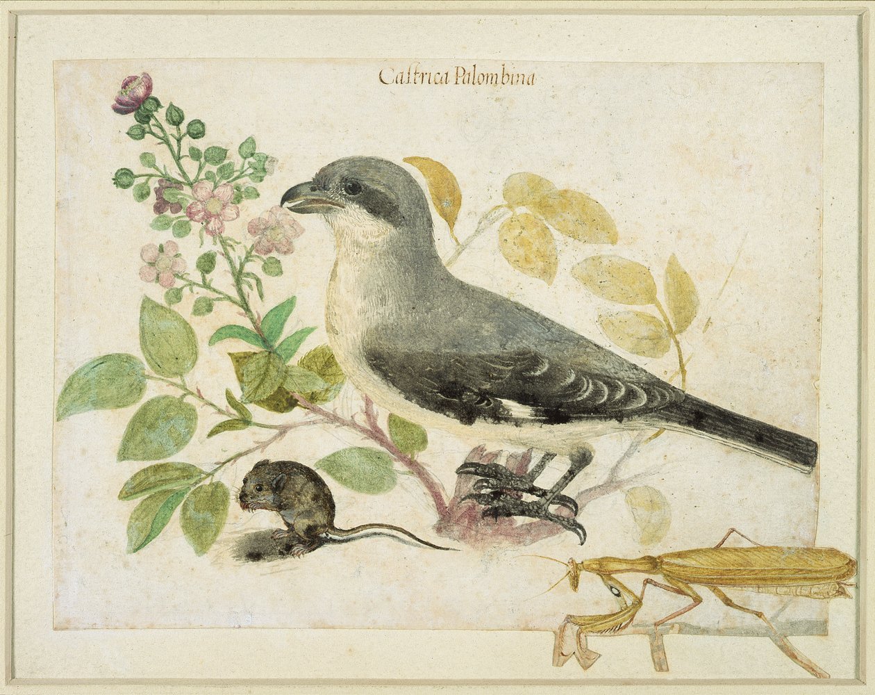 Pie-grièche et mante religieuse (pour le Musée de Papier de Cassiano dal Pozzo) - Italian School