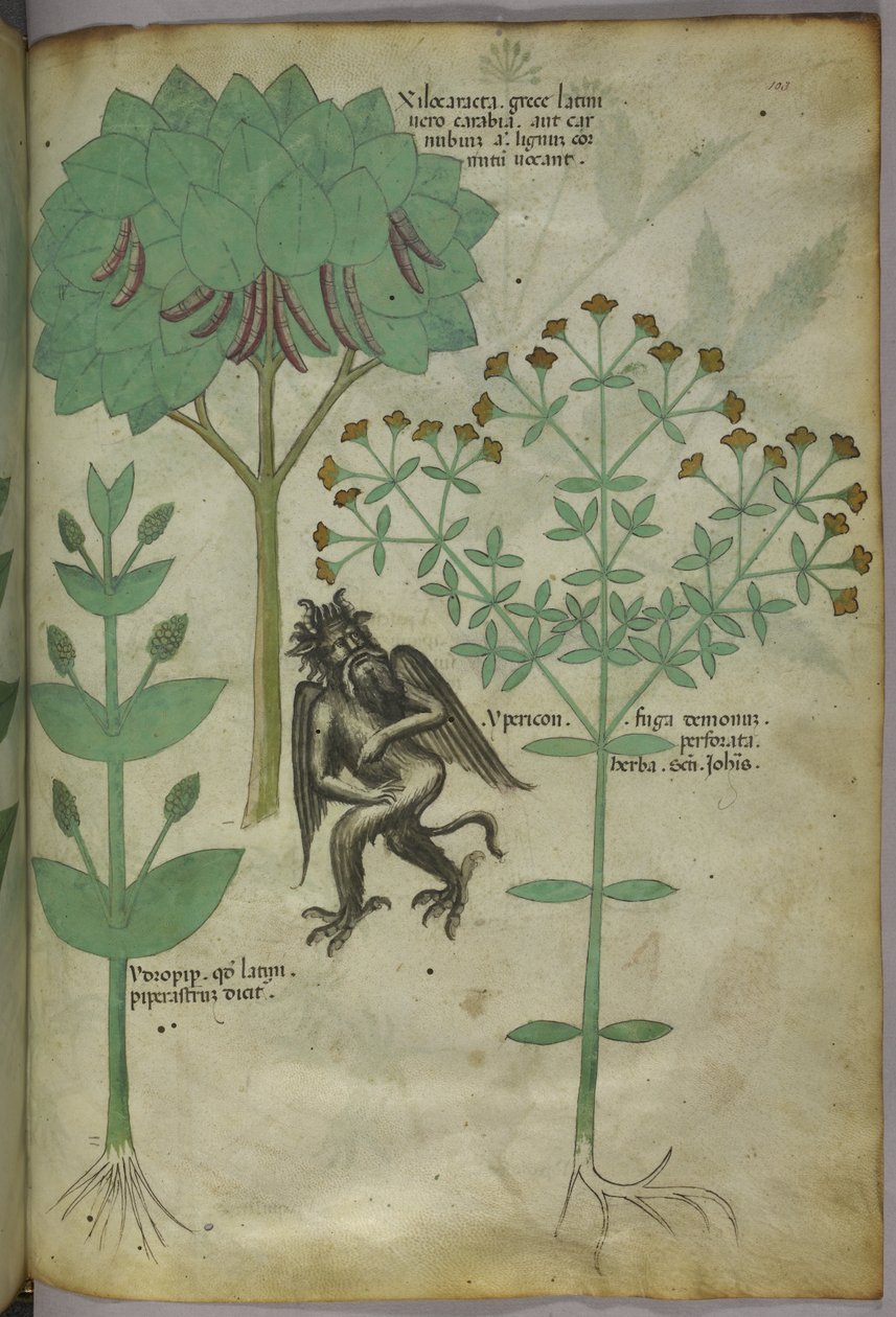 Sloane 4016 f.103 Miniature de plantes et un démon : l