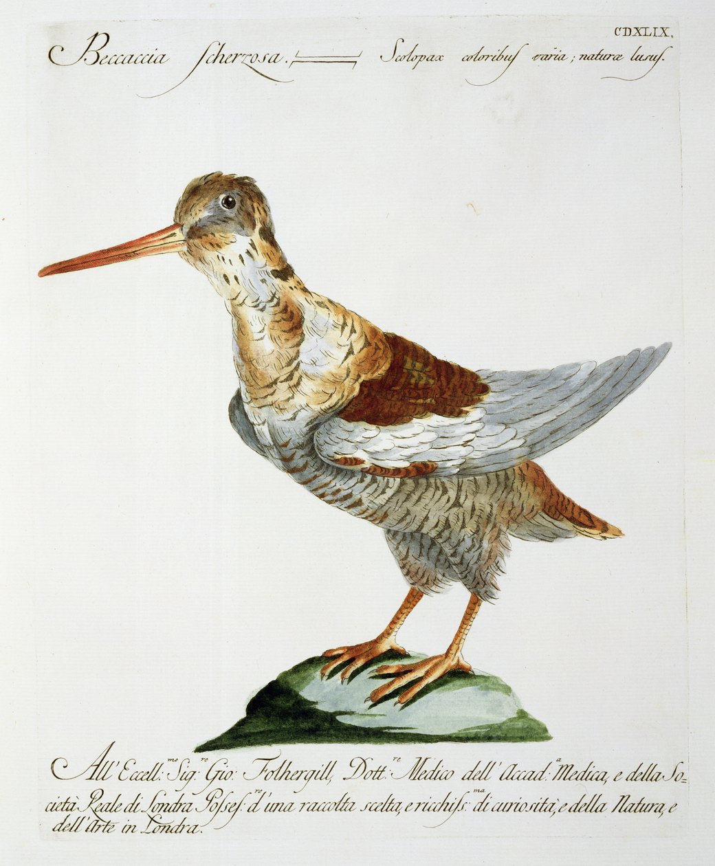 Bécassine, vers 1767-76 - Italian School