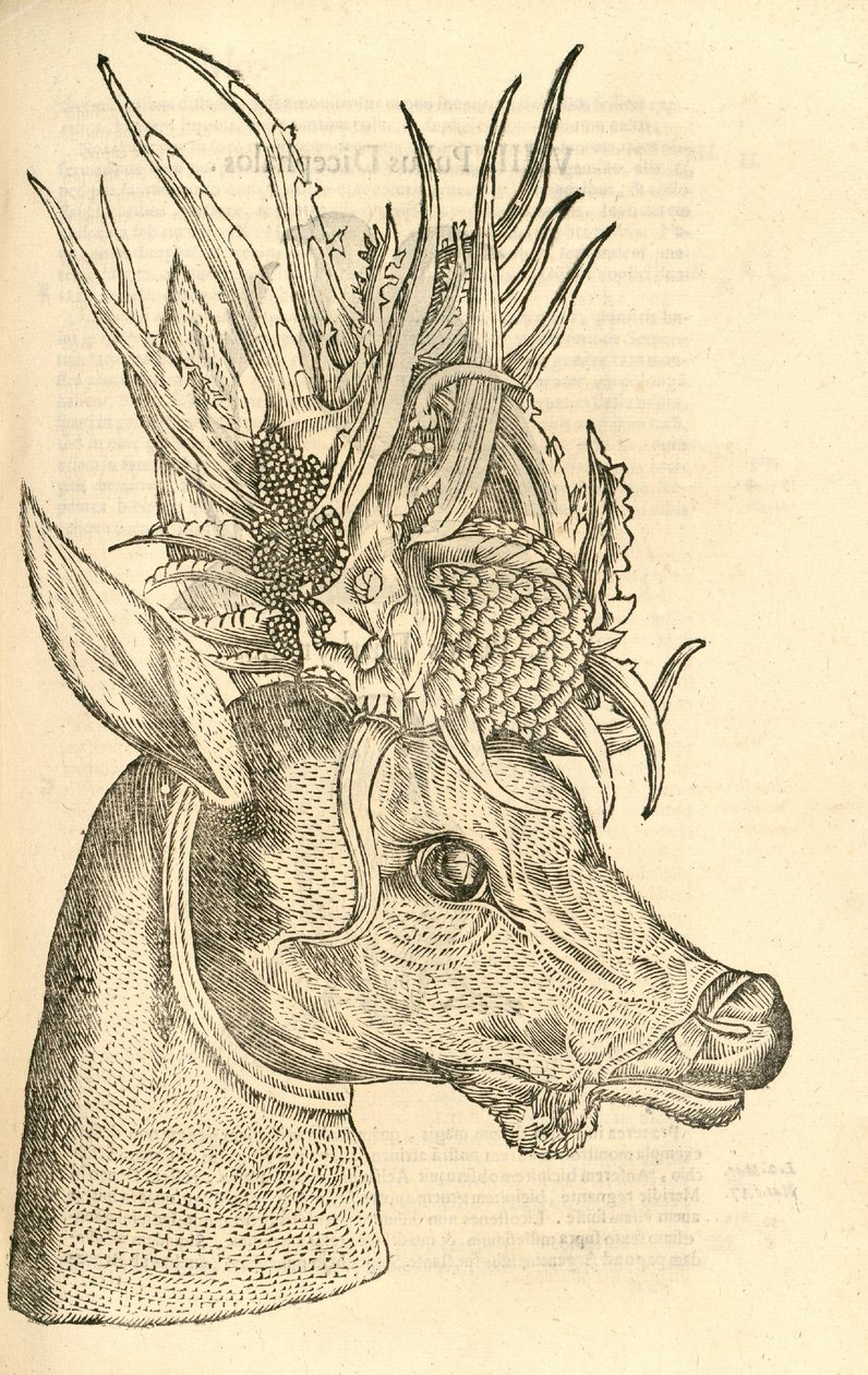 Illustration de Capreolus Polyceros de l