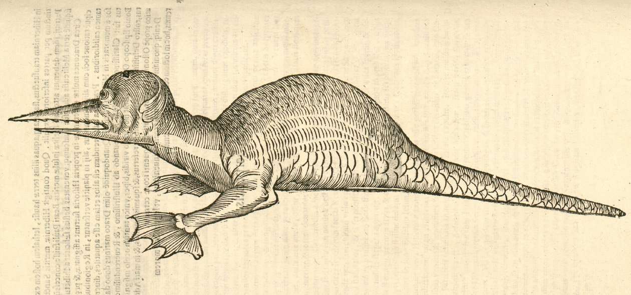 Illustration de Draco marinus monophthalmos bipes de l