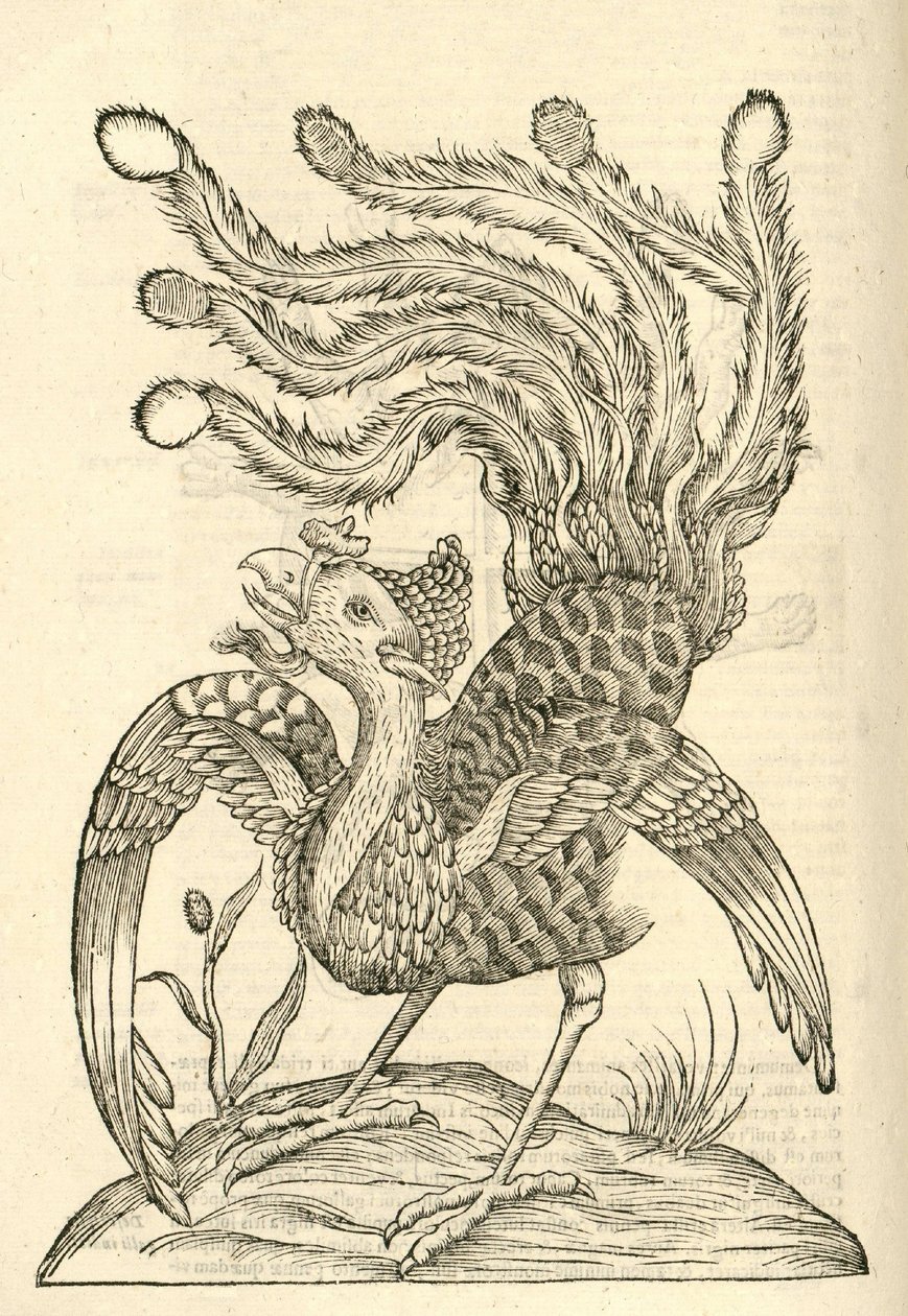 Illustration de Gallus Indicus auritus tridactylus de l