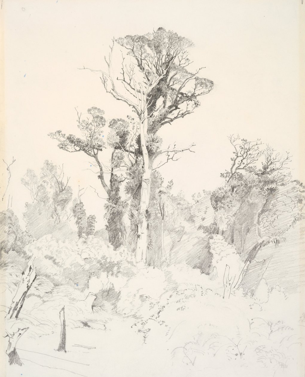 Natifs détribalisés, Taranaki - J. C. Richmond