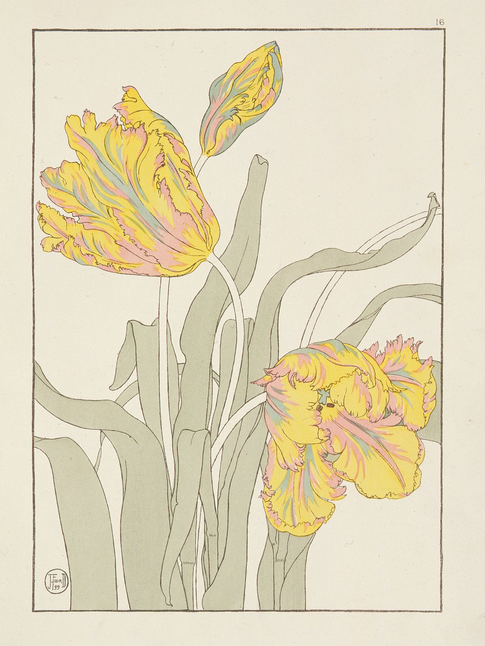 Tulipe par J. Foord, planche 16 de Decorative Flower Studies, pub. 1901, 1899 - J. Foord