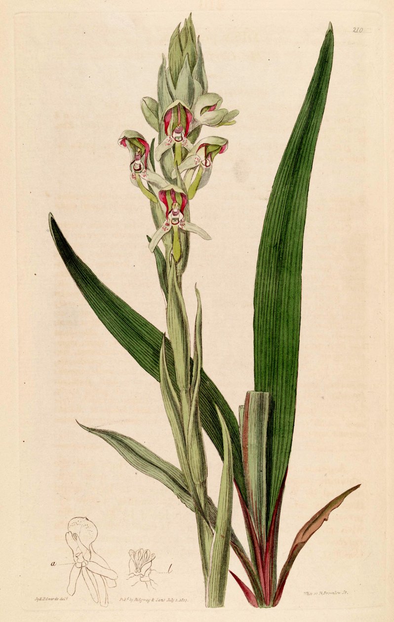 Illustration de Disa cernua (syn. Disa prasinata) - Jams  Watts