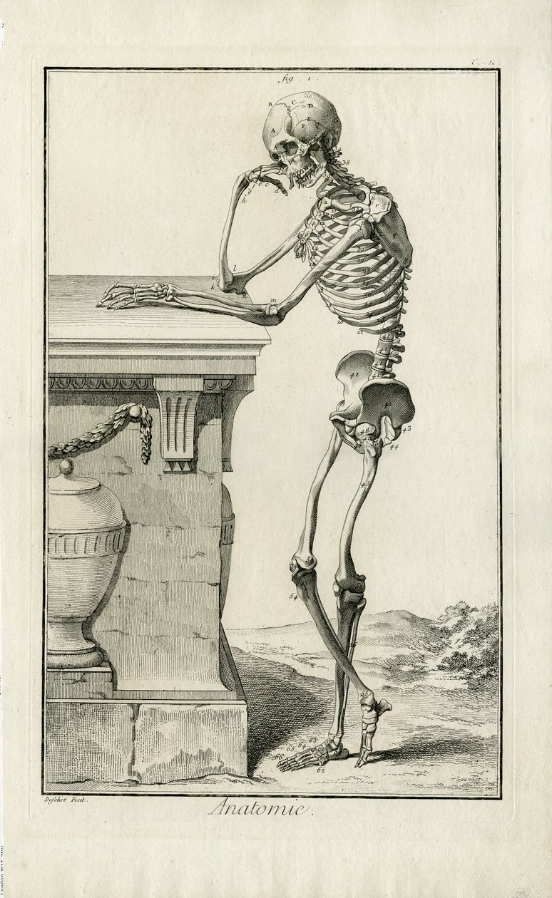 Anatomie - étude anatomique d