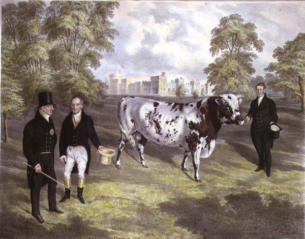 Sir Charles Morgan présentant au roi Guillaume IV un taureau Shorthorn au château de Tredegar, Monmouth, gravé par M. Gauci - J.H. (after) Carter