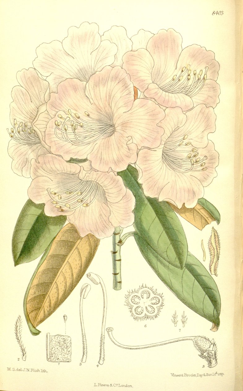 Rhododendron japonicum - J.N. Fitch