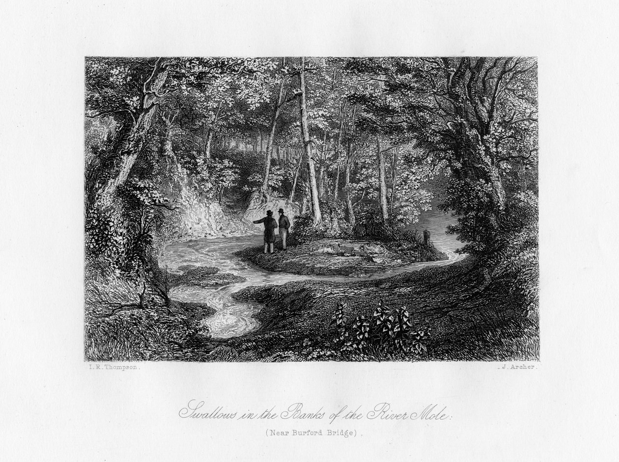Hirondelles sur les rives de la rivière Mole, Surrey, 19e siècle - J. Archer