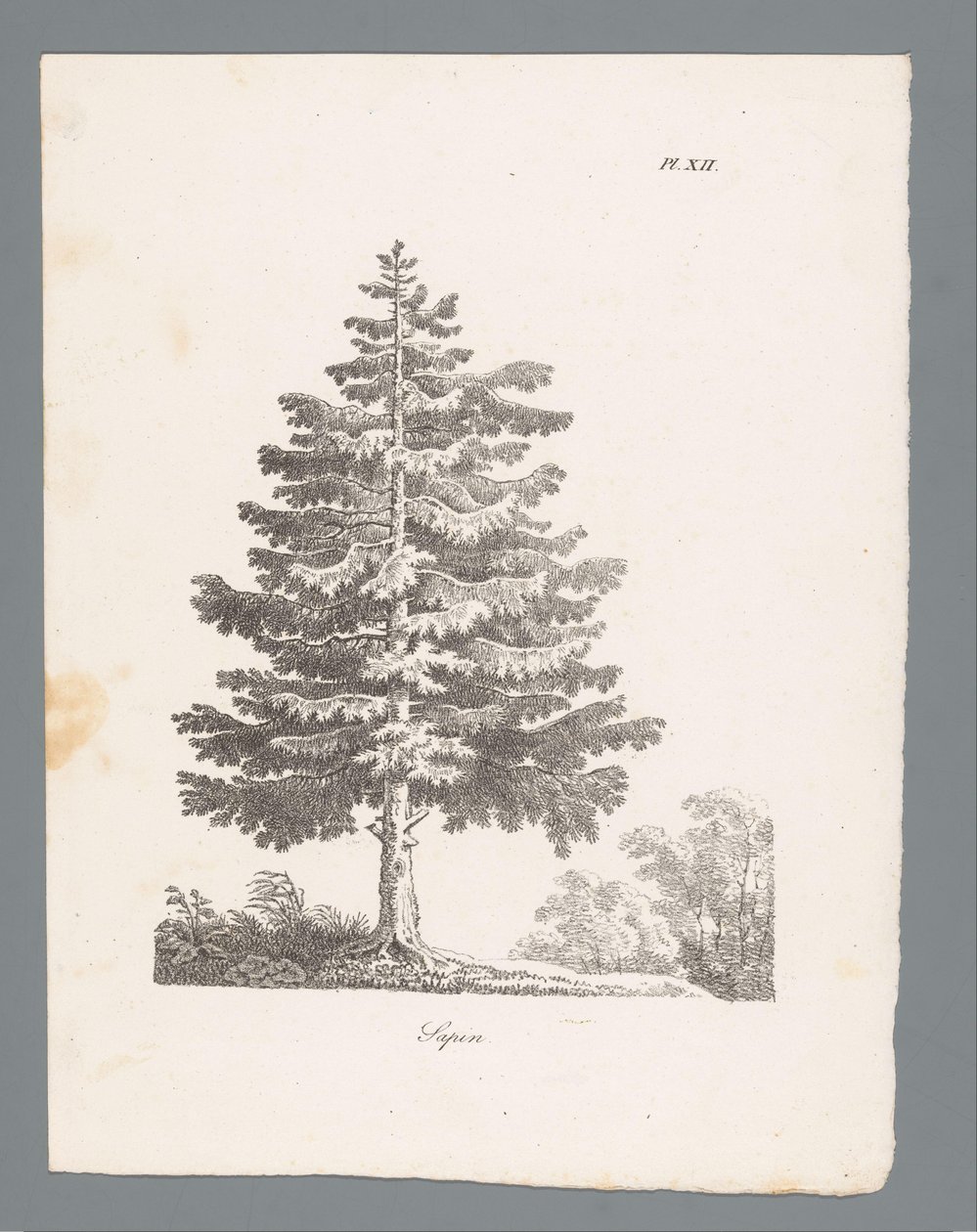Sapin (Studies van bomen, Études d
