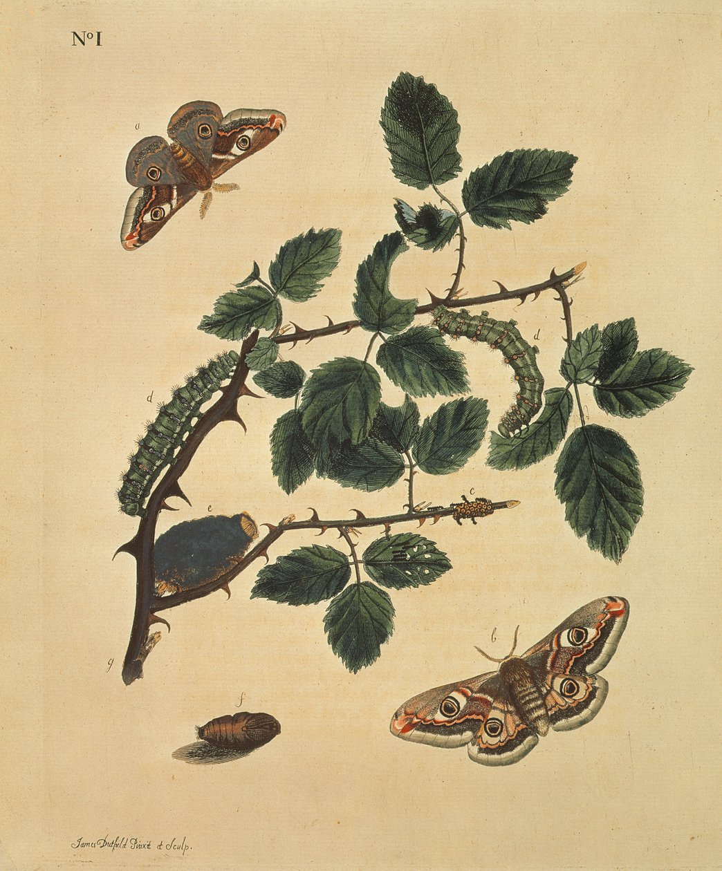 Papillons, chenilles et plantes : Planche 1, par J.Dutfield - J. Dutfield