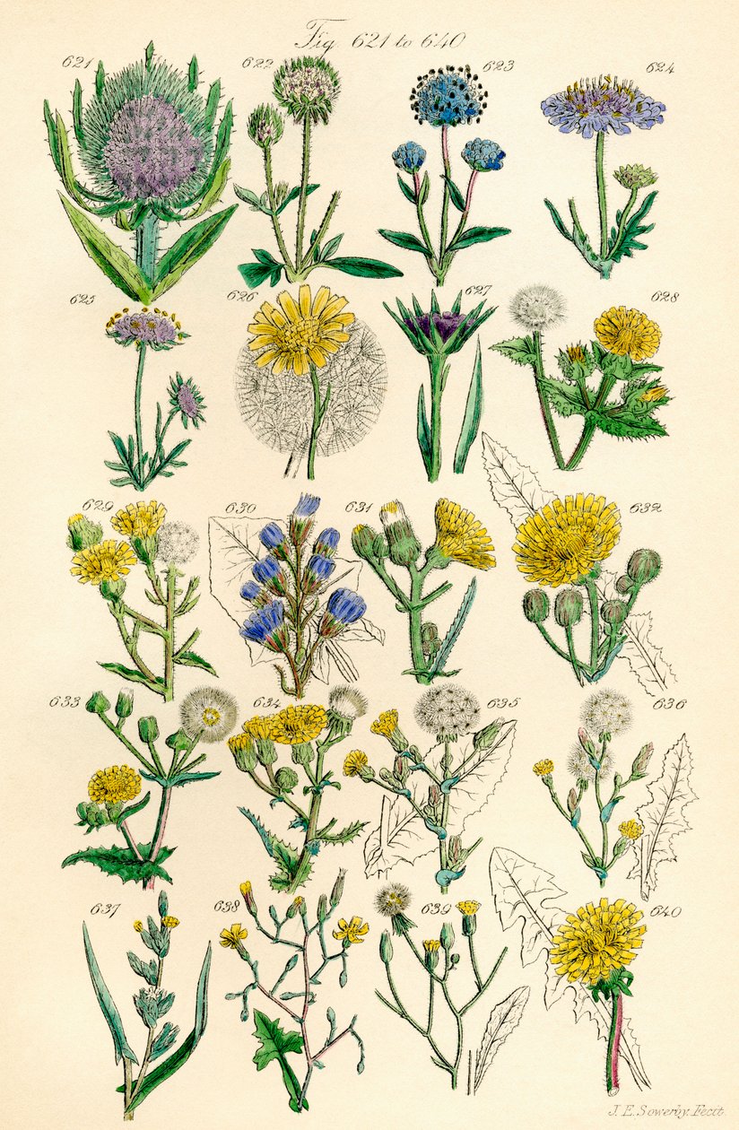 Page d