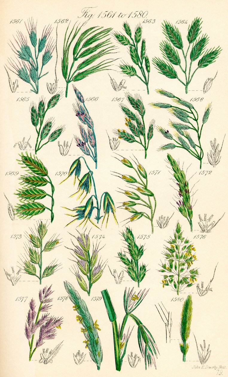 Page d
