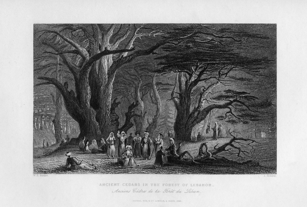 Cèdres anciens dans la forêt du Liban, 1841 - J. Redaway