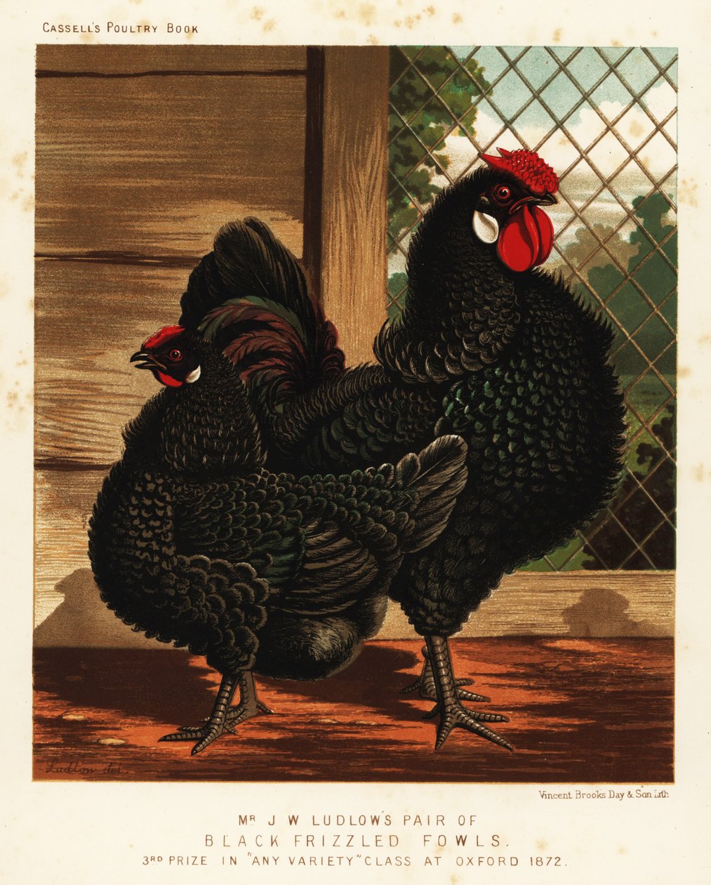 Poule frisée noire, coq et poule - J. W. (after) Ludlow