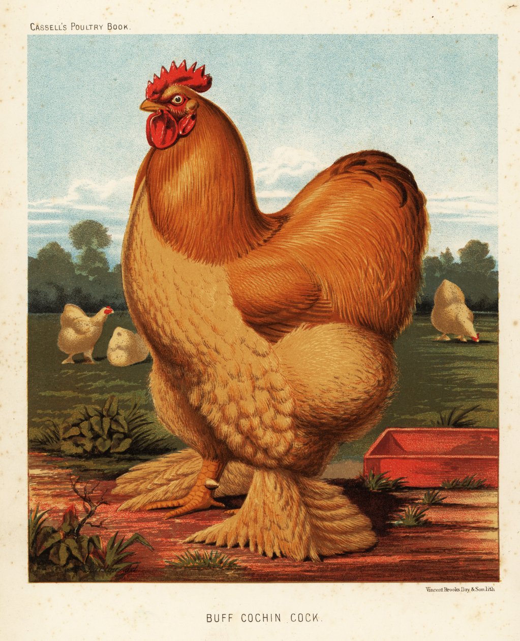 Coq cochin fauve - J. W. (after) Ludlow