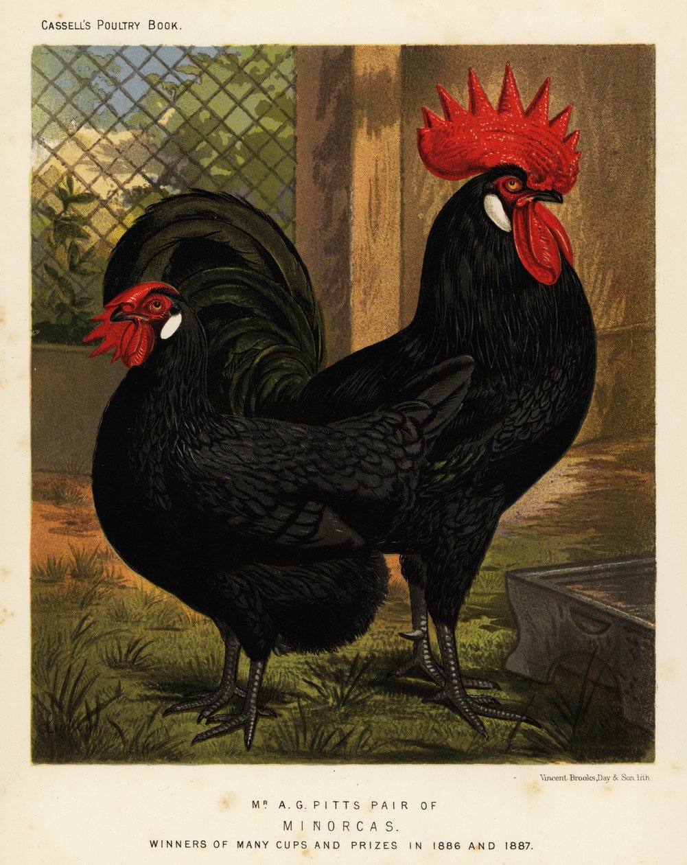 Poules Minorca, coq et poule, Gallus gallus domesticus - J. W. (after) Ludlow