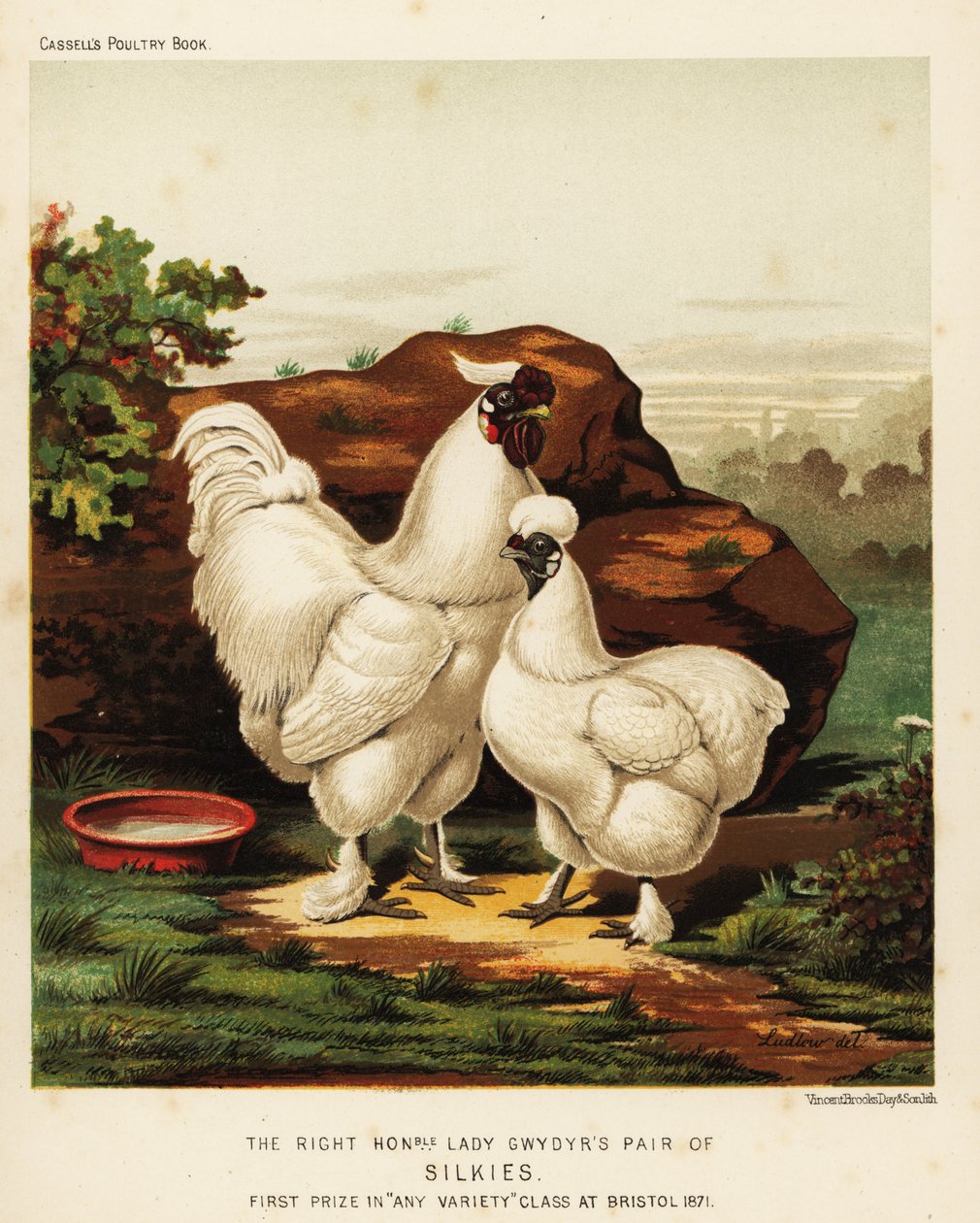Coq et poule soyeux - J. W. (after) Ludlow