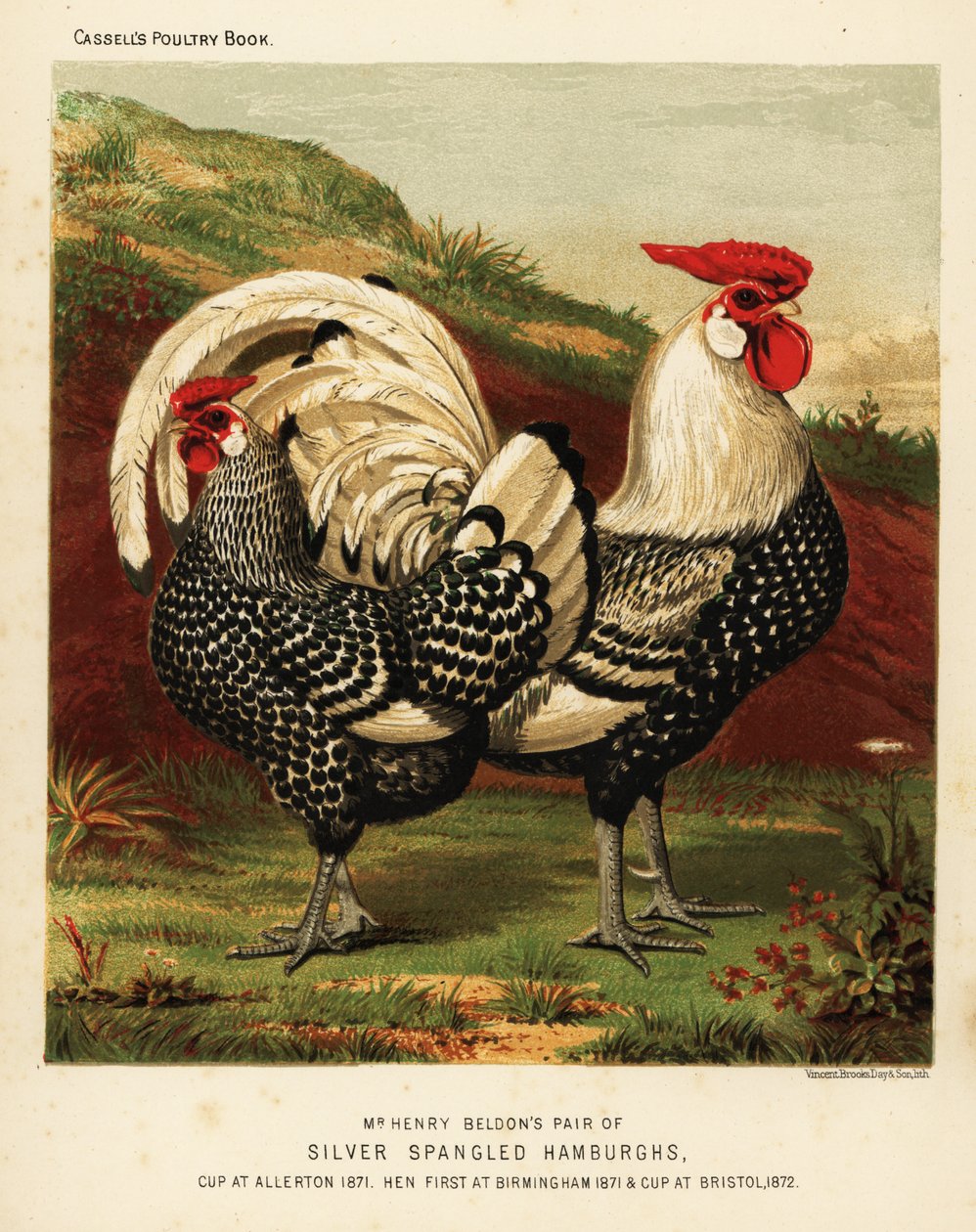 Coq et poule Hambourg argentés - J. W. (after) Ludlow