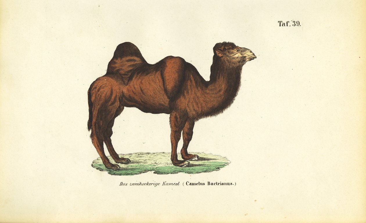 Chameau de Bactriane - J. W. Tenhaeff