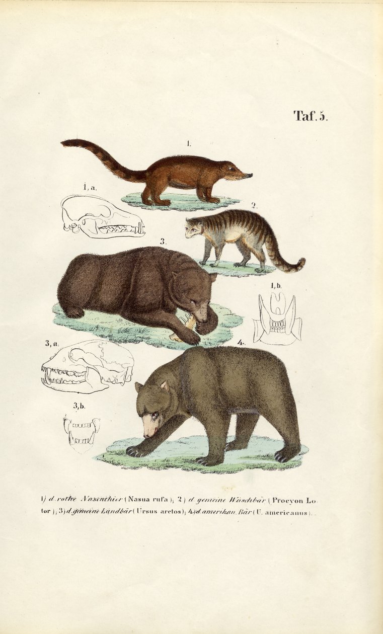 Ours et carnivores apparentés avec détails du crâne - J. W. Tenhaeff