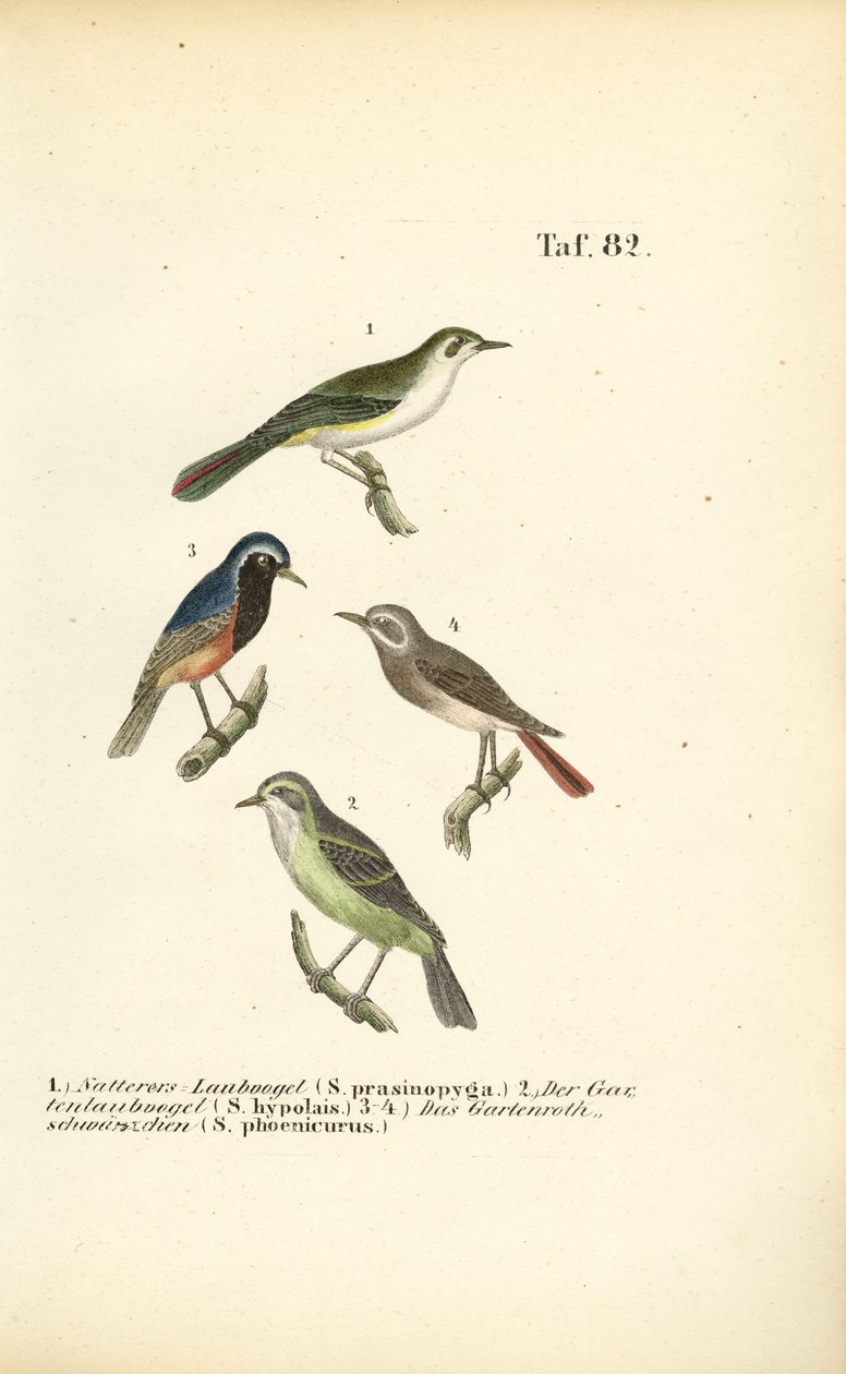 Pouillot de Bonelli et Rougequeue à front blanc - J. W. Tenhaeff