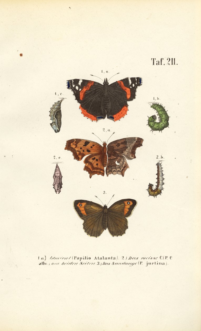 Les papillons et leurs stades de développement - J. W. Tenhaeff