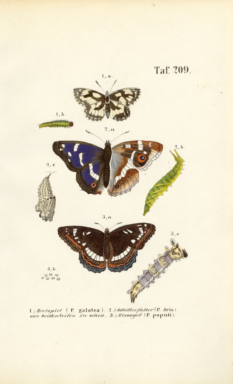 Papillons avec chenilles et stades de métamorphose - J. W. Tenhaeff