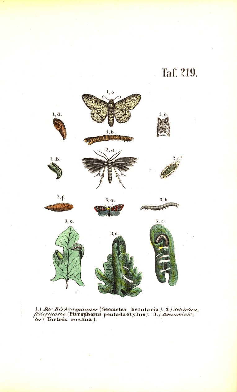Cycle de développement des papillons à effets nocifs - J. W. Tenhaeff