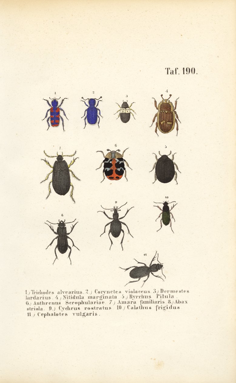 Diversité des espèces de coléoptères européens - J. W. Tenhaeff