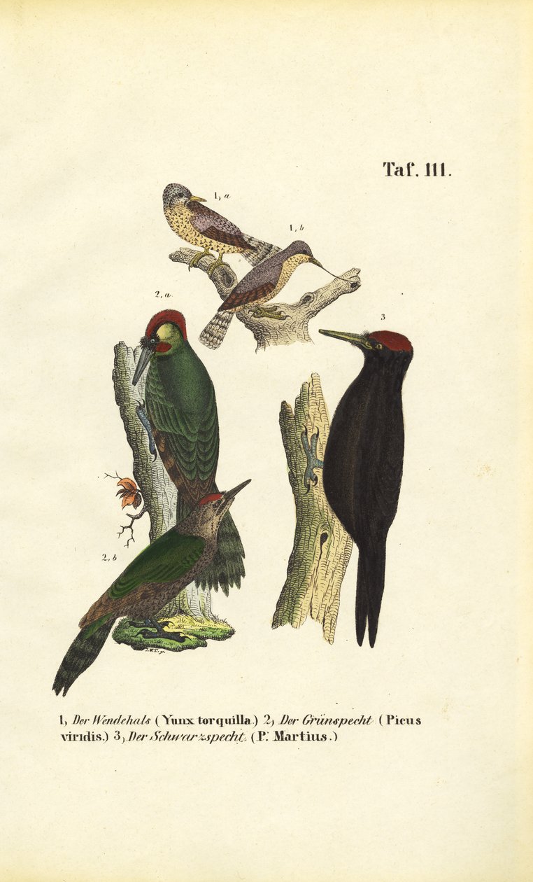 Pic épeiche, pic vert et pic noir - J. W. Tenhaeff
