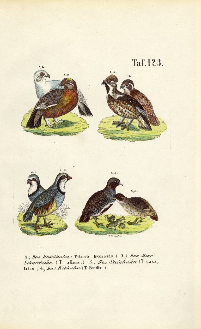 Espèces de tétraonidés et perdrix européennes - J. W. Tenhaeff