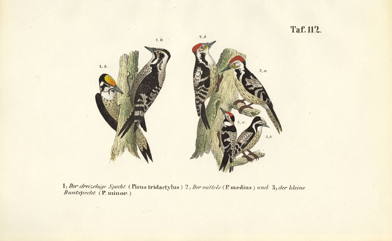Espèces de pics européens - J. W. Tenhaeff