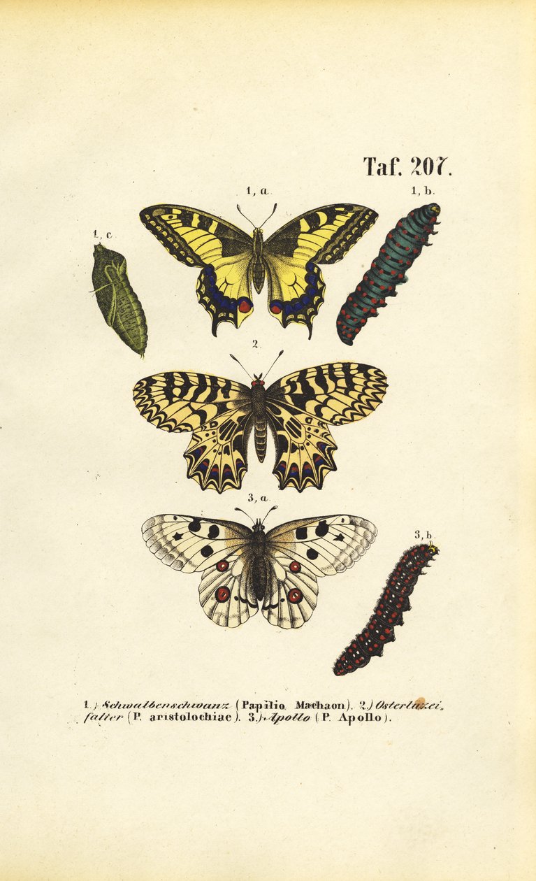 Papillons européens avec chenilles et chrysalides - J. W. Tenhaeff