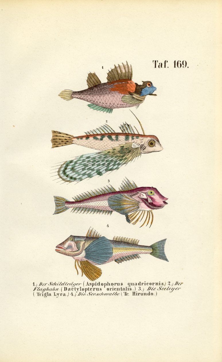Poissons exotiques aux formes corporelles particulières - J. W. Tenhaeff