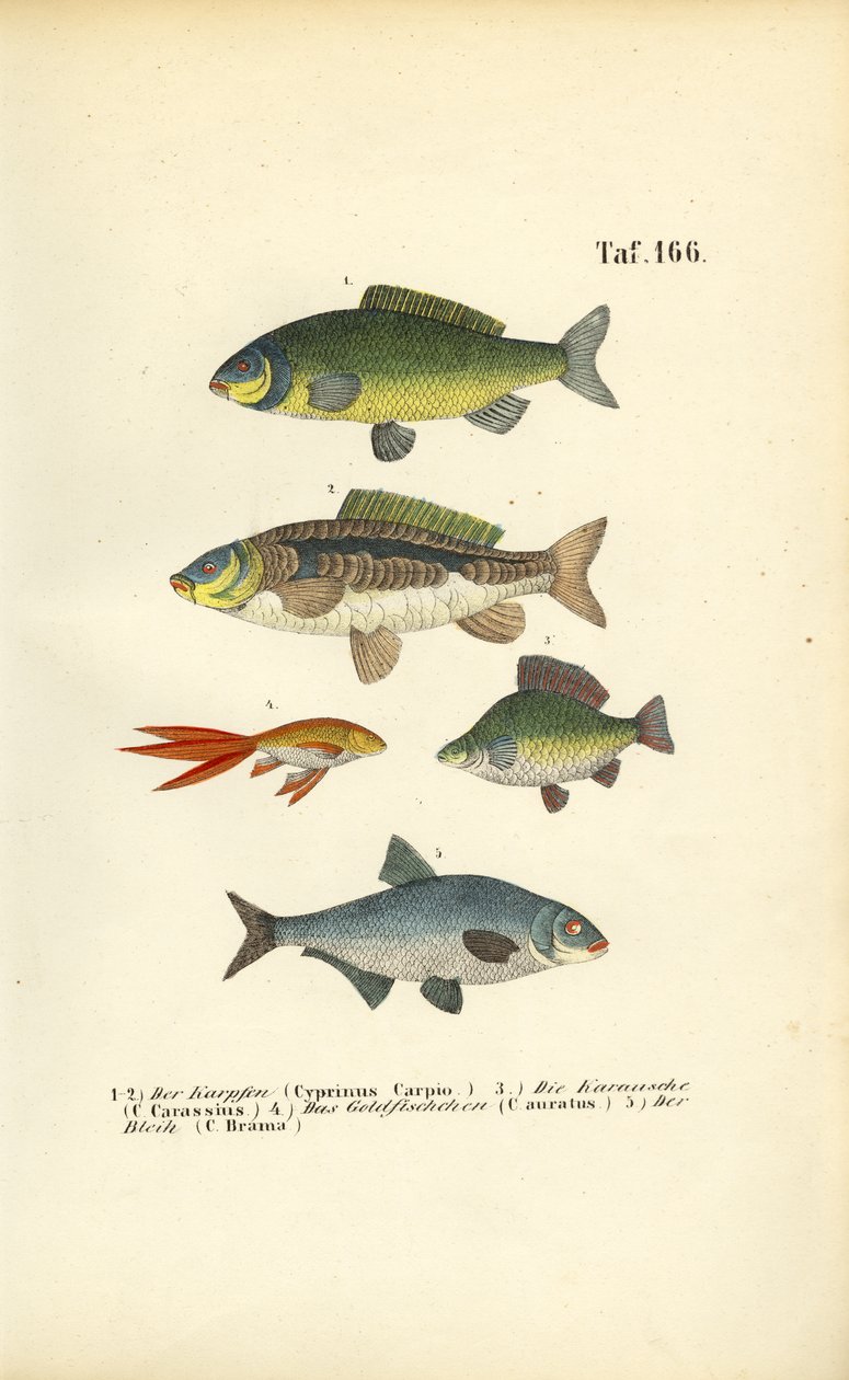 Poisson d