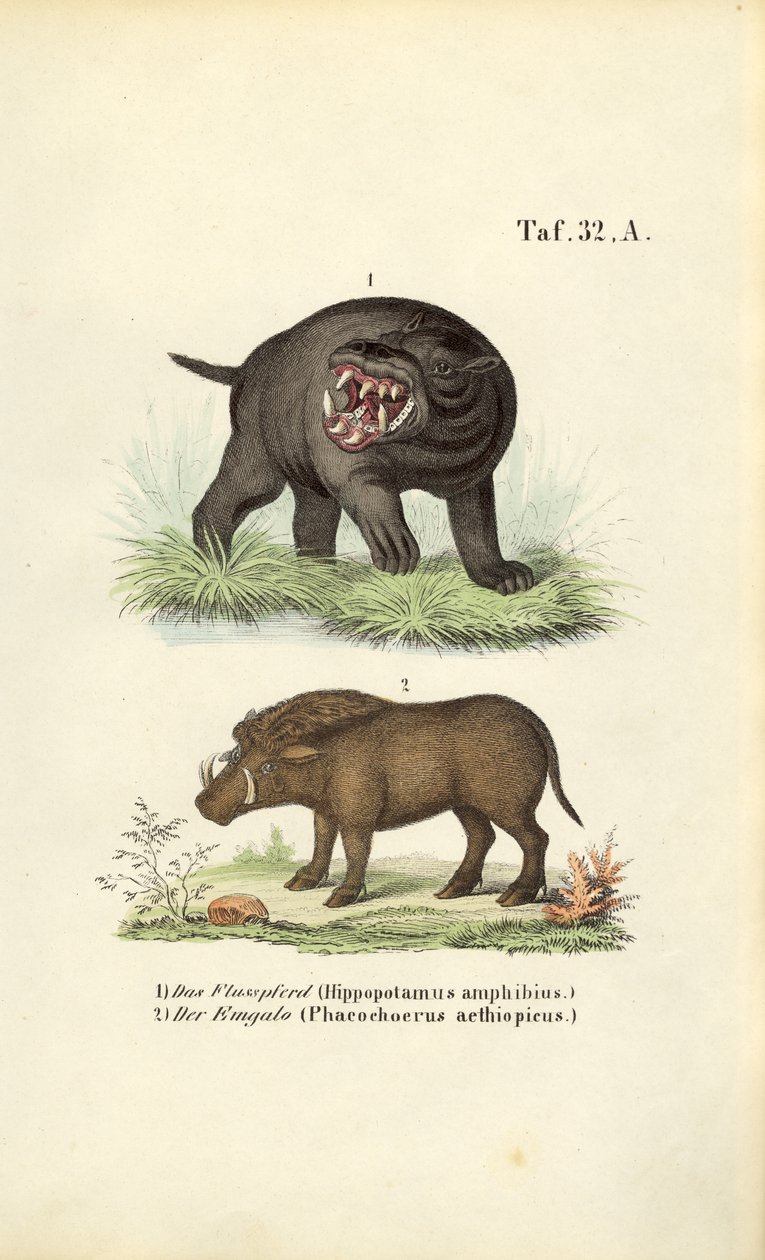 Hippopotame et phacochère - J. W. Tenhaeff