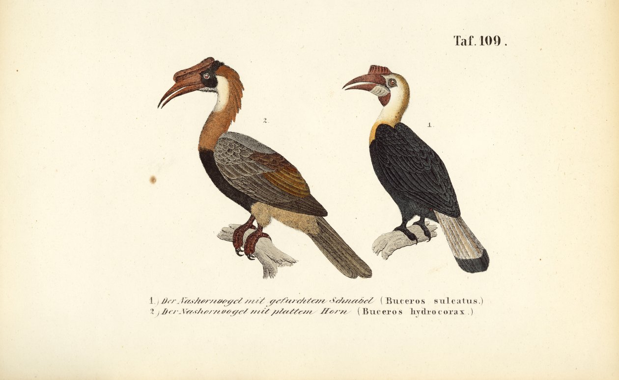 Hörnervögel aus Südostasien von J. W. Tenhaeff